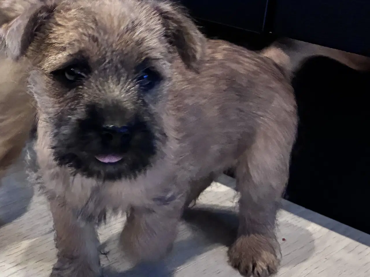 Billede 3 - KUN 2 TILBAGE -skønne Cairn tæver