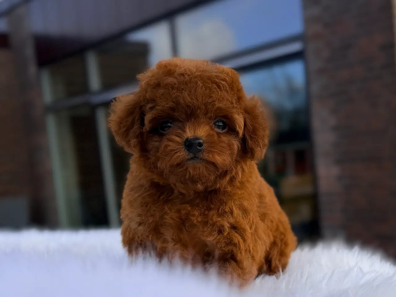 Billede 2 - Mahogni røde Pooton Drenge