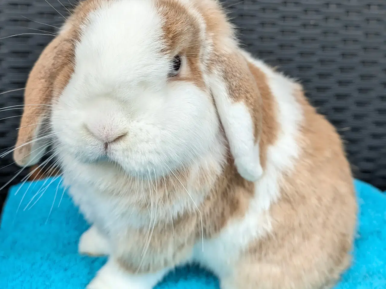 Billede 4 - Minilop kaninpar