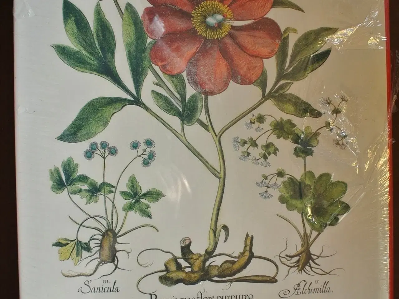Billede 2 - the book of plants - the complete plates ny i plas
