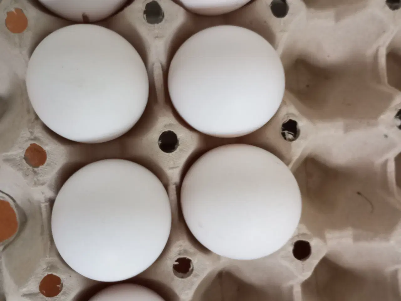 Billede 6 - Minorka rugeæg stor race