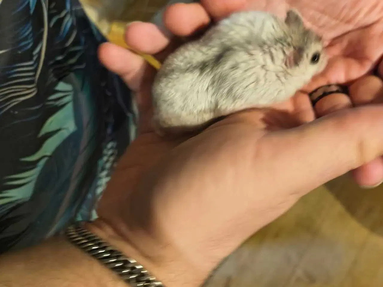 Billede 8 - 2 hamster kømes samlet eller hver for sig der er e