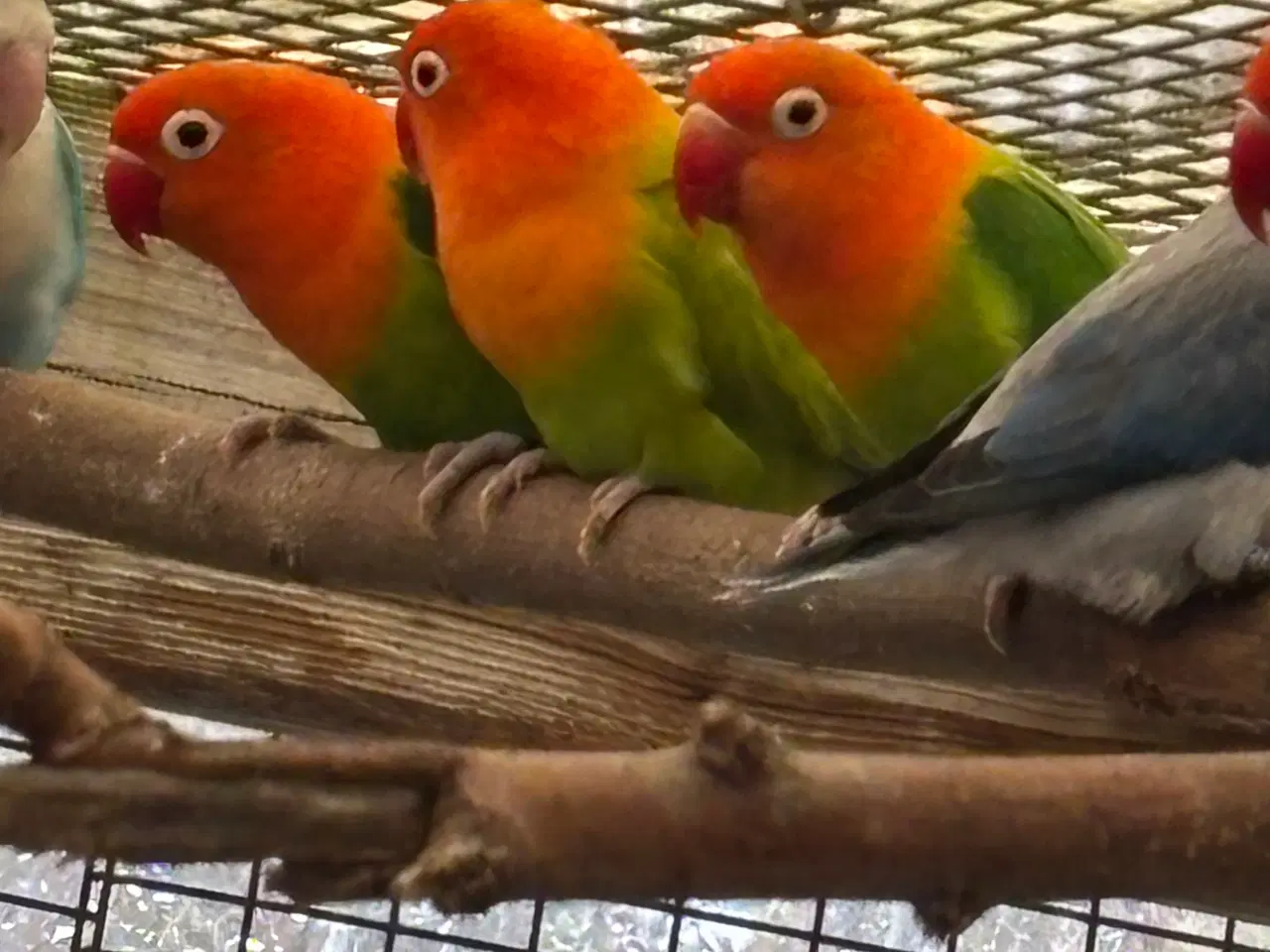 Billede 1 - Rødhovedet dværgpapegøje ораlin