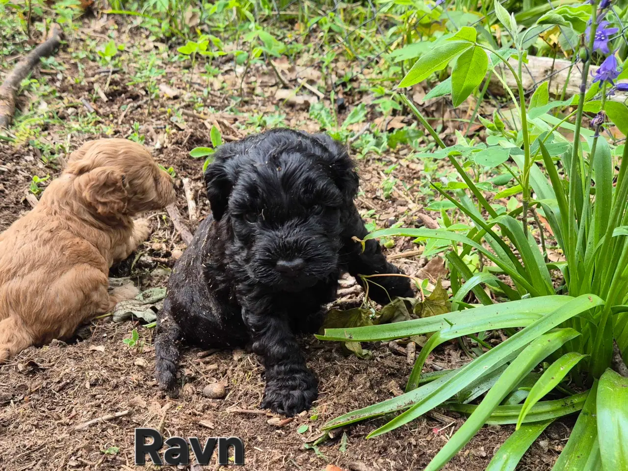 Billede 8 - Uimodstålige søde Mini cockapoo