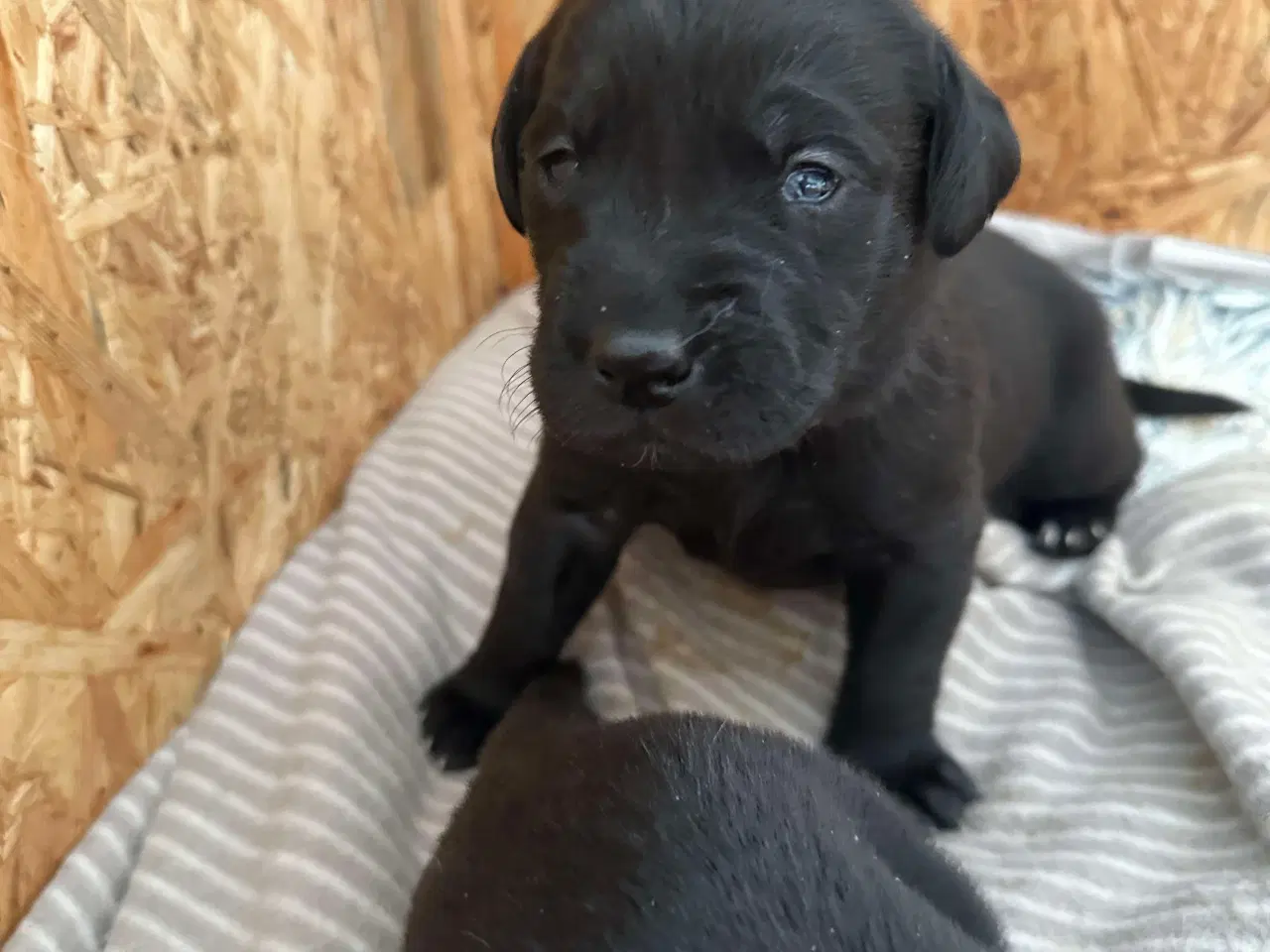 Billede 3 - Skønne labrador sælges