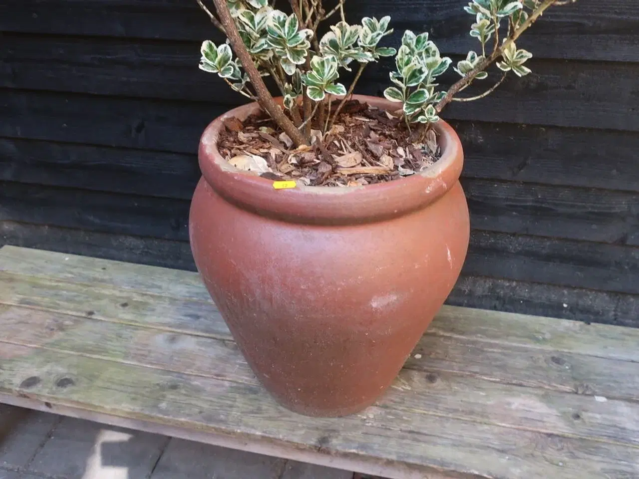 Billede 3 - Plante