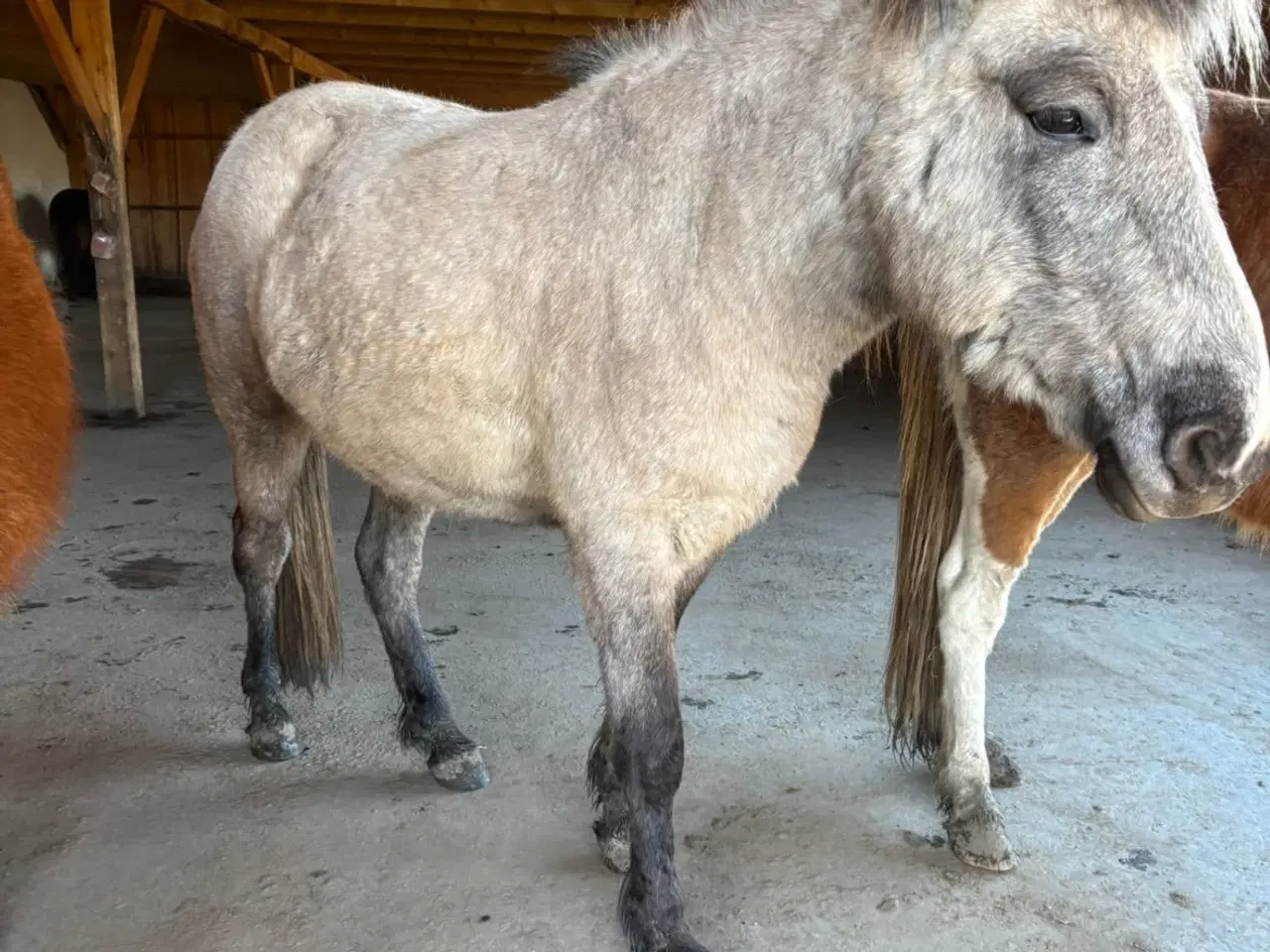 Billede 1 - Høj 3 års
