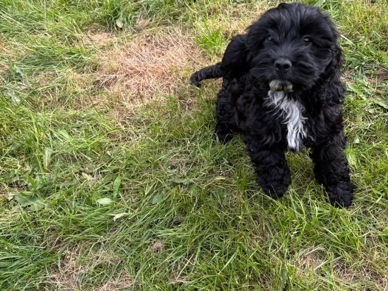 Billede 4 - cockapoo tæve