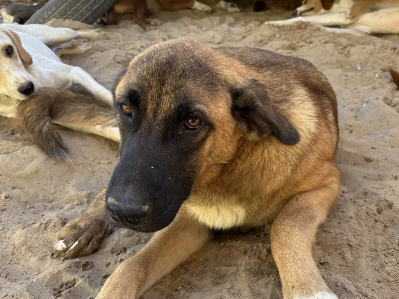 Billede 8 - Toby søger familie! 🩵