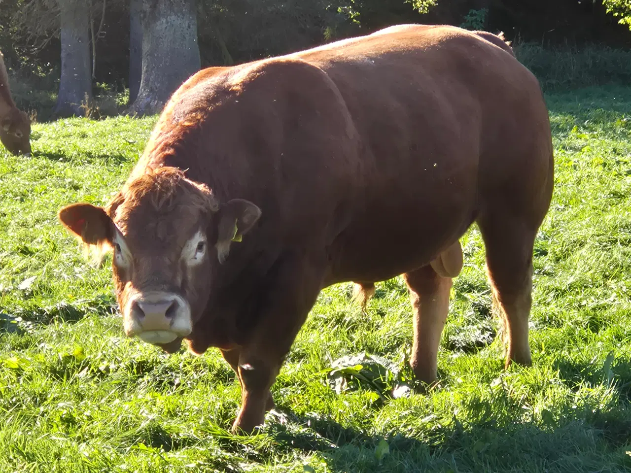 Billede 1 - limosinetyr sælges