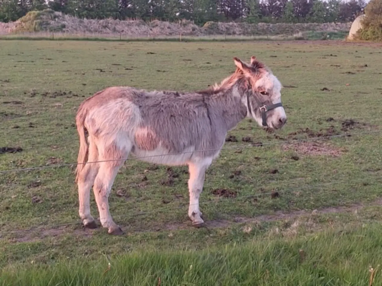 Billede 4 - æsel hingst sælges