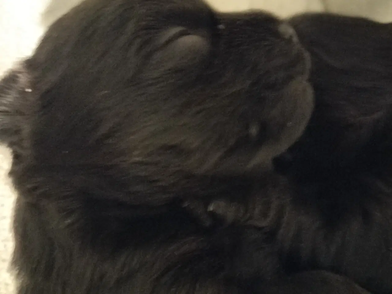 Billede 9 - Skønneste Sorte Yorkshire Terrier