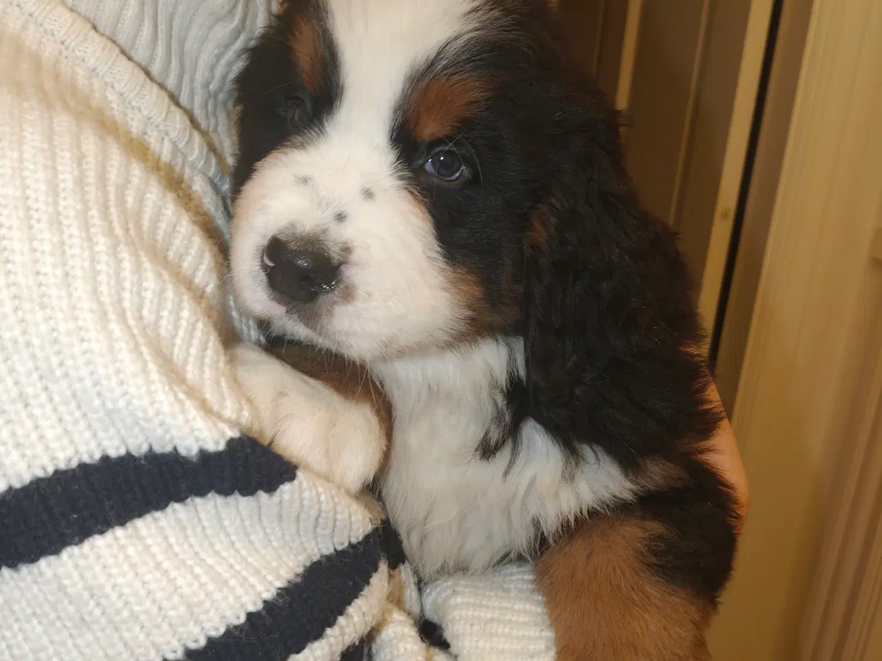 Billede 2 - Berner Sennen hanhvalp Dkk