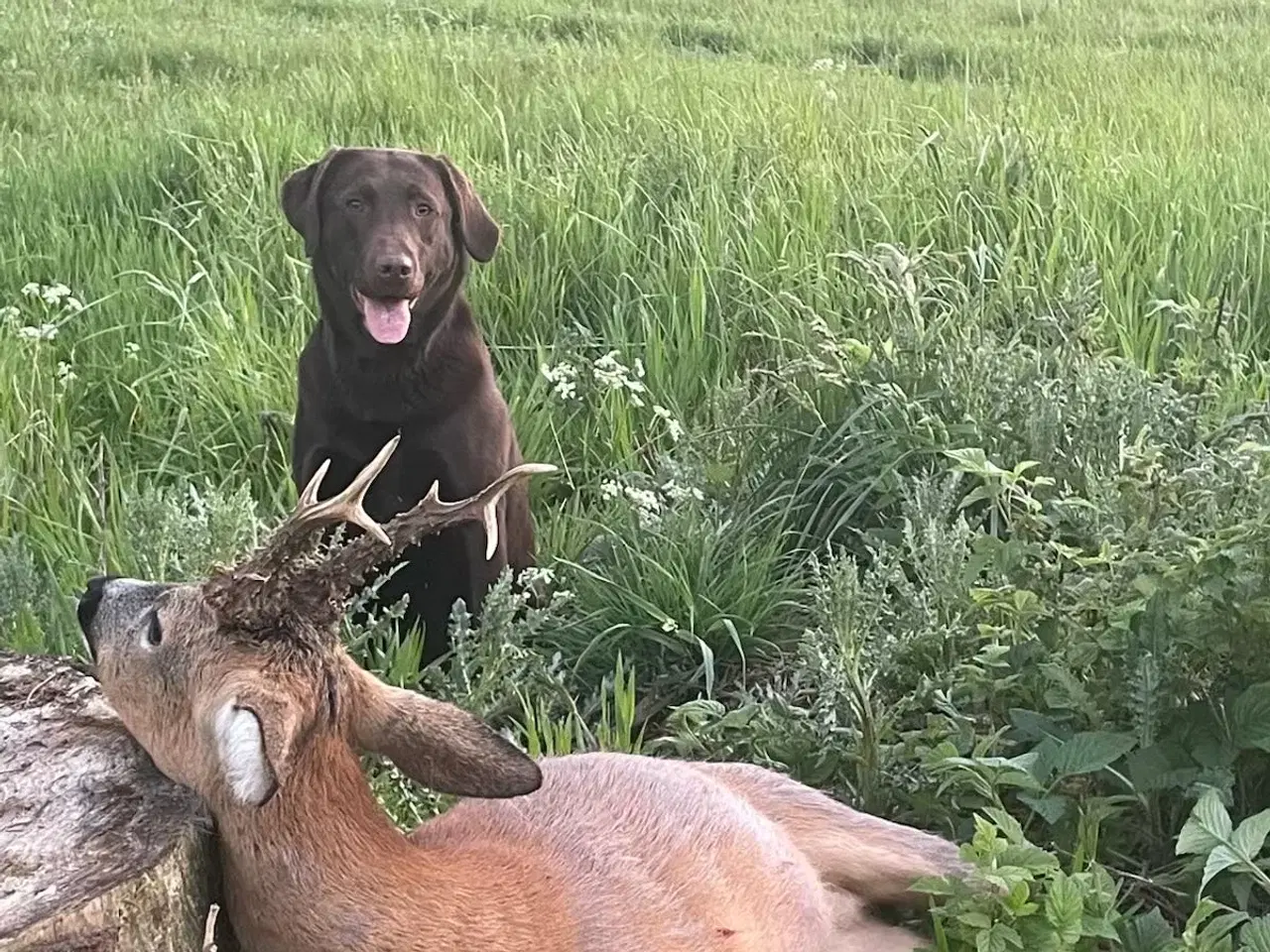 Billede 5 - 7 labrador hvalpe søger nye familier