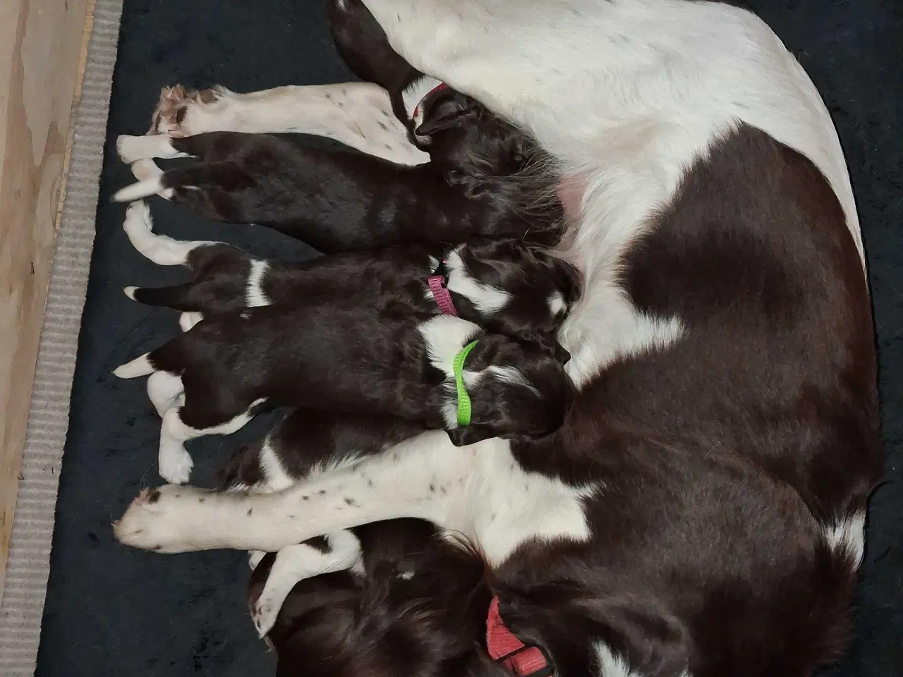 Billede 9 - kleine münsterländer Hvalpe