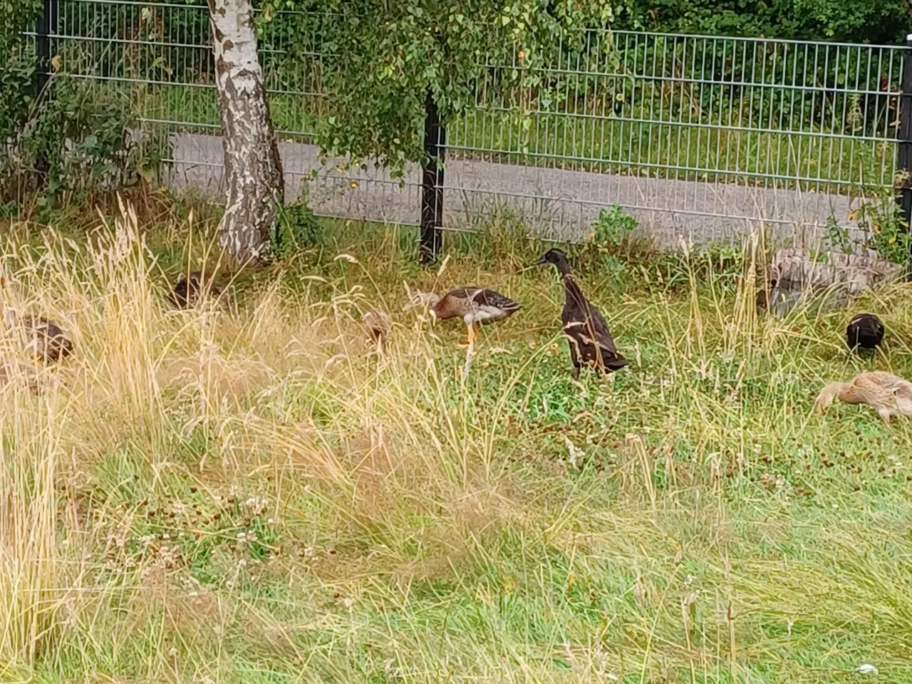 Billede 5 - Løbeænder 