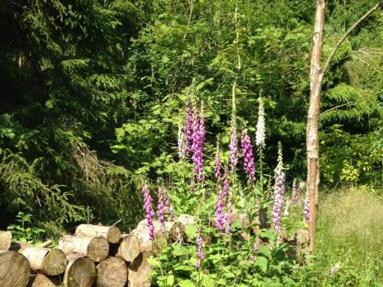 Billede 3 - Sommerhus i Nordsj�lland n�r Arres� og Tisvilde Hegn