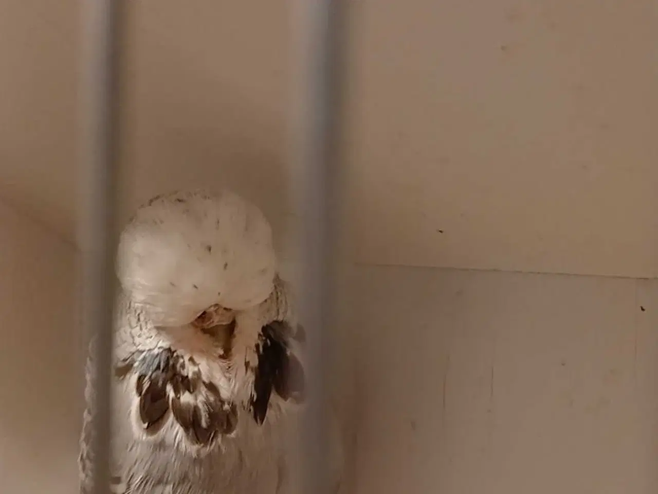 Billede 19 - 1 par Engelske undulater 