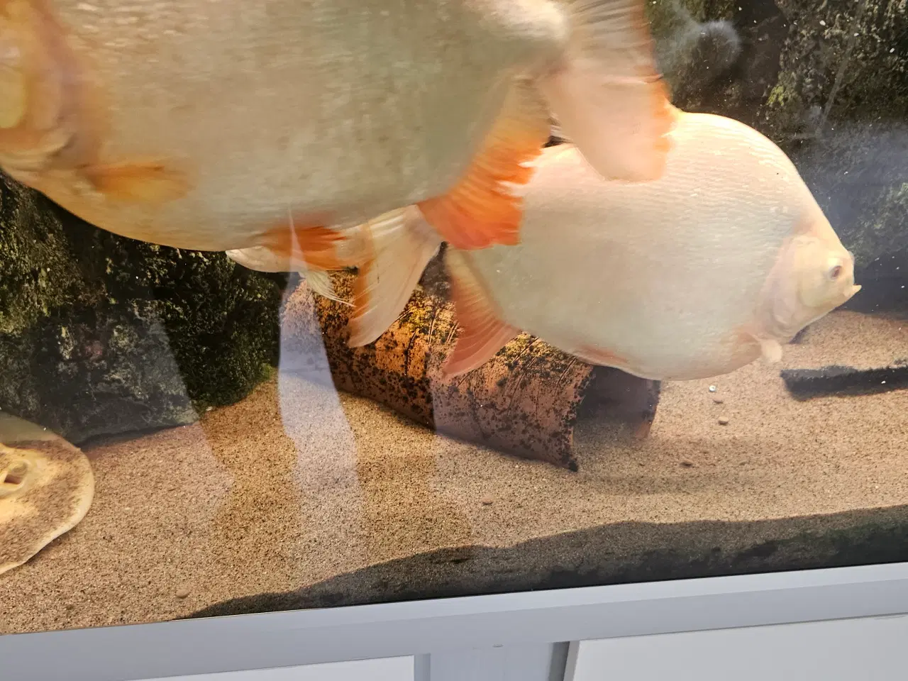 Billede 4 - Albino pacu 25-30 cm