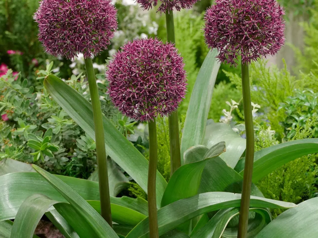 Billede 1 - Allium Ostara. Rødlilla prydløg / Allium løg