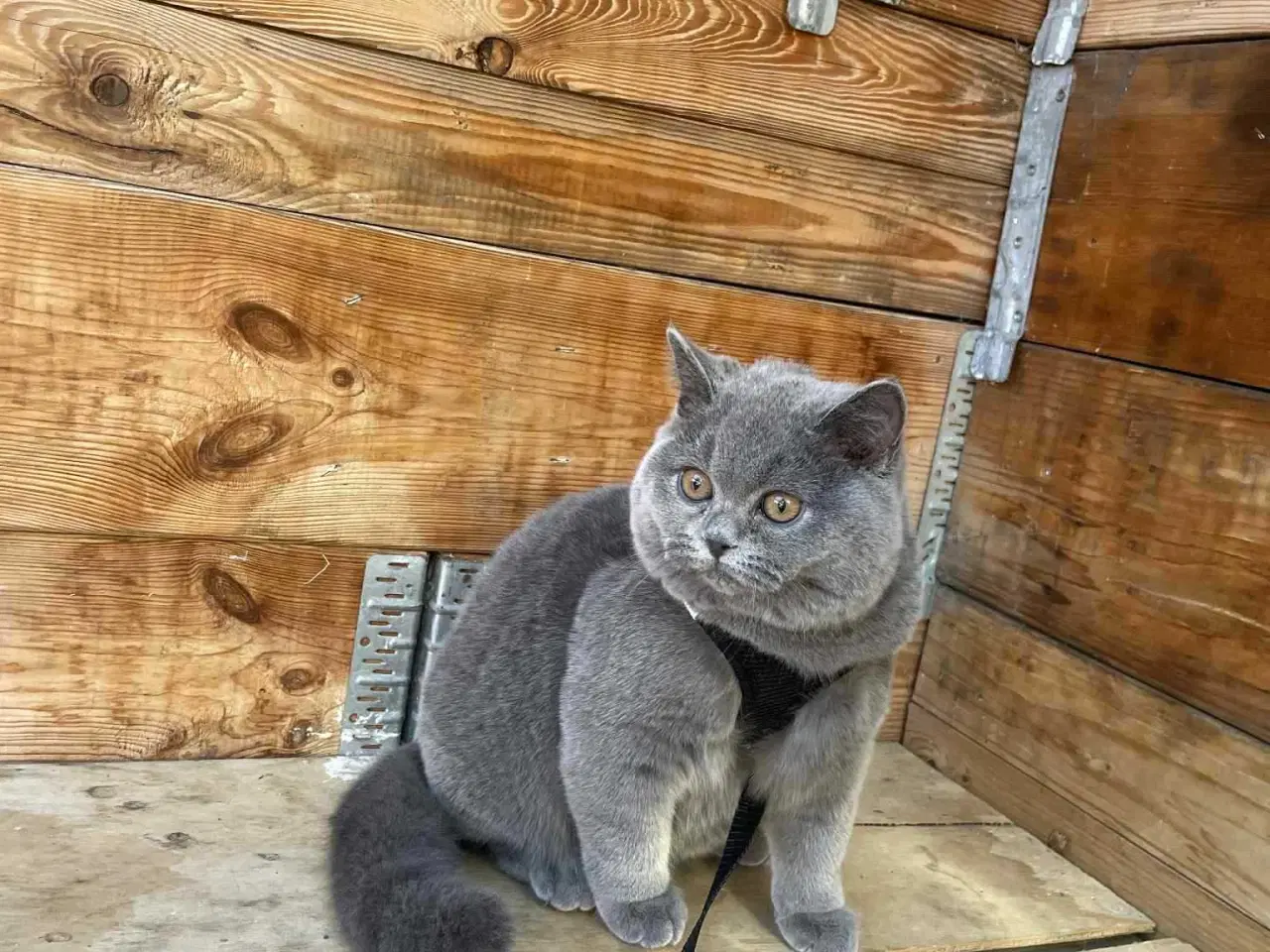 Billede 5 - British shorthair til salg katte