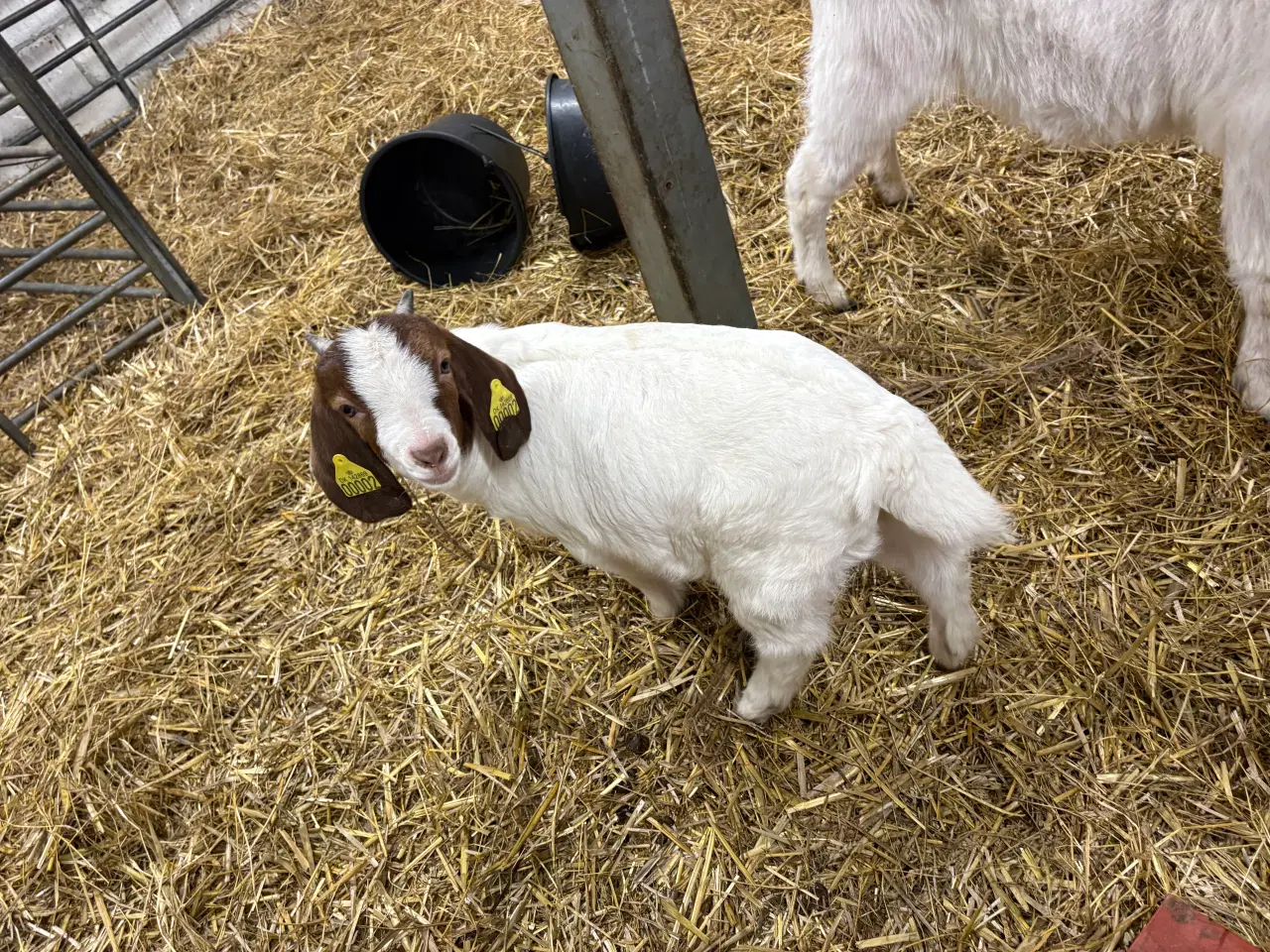 Billede 2 - Boer kid