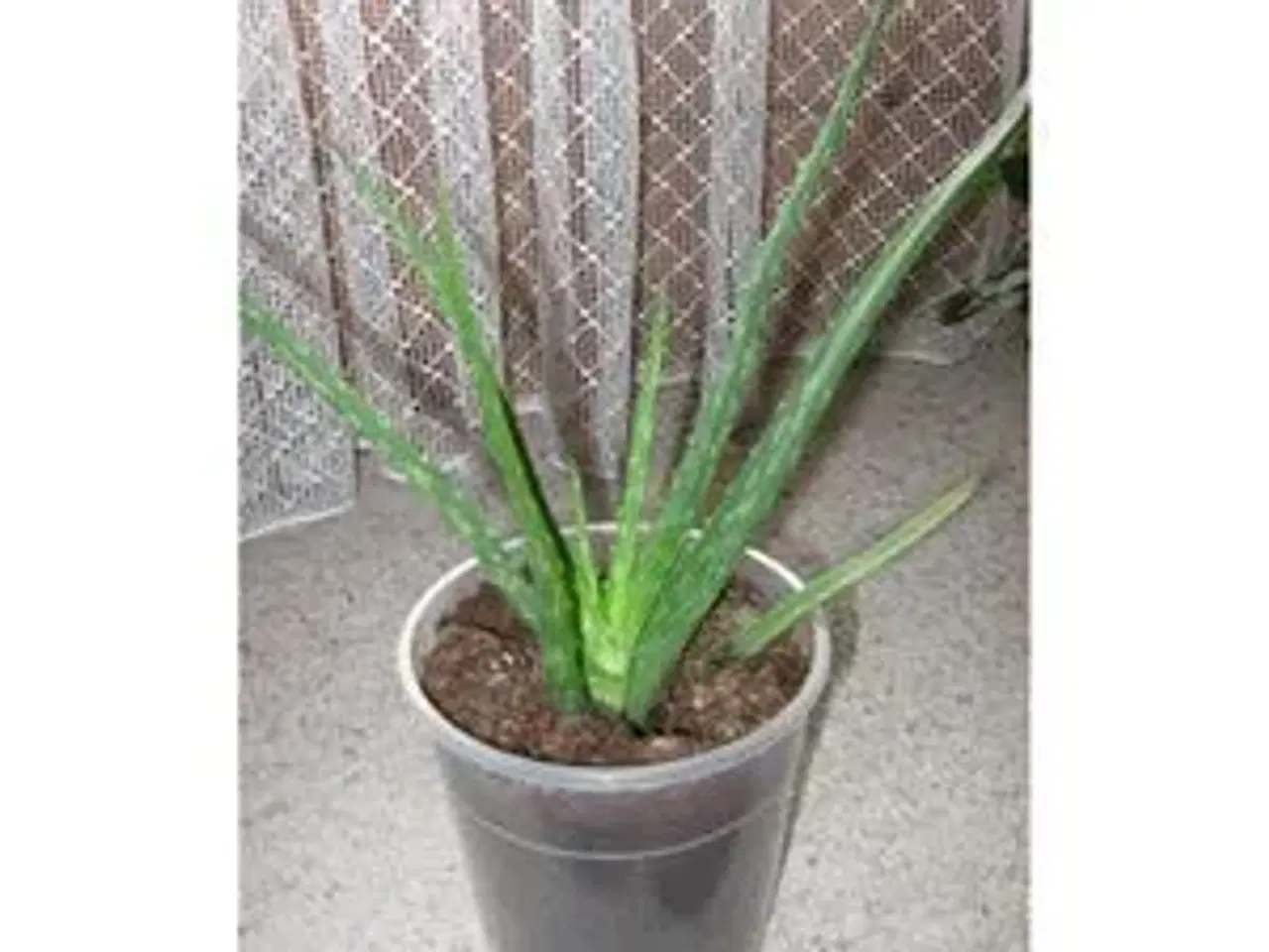 Billede 1 - Aloe Vera planter