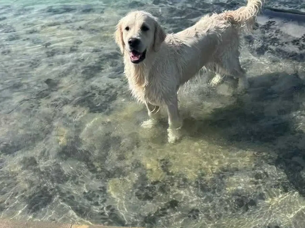 Billede 15 - Golden retriever han hvalpe 