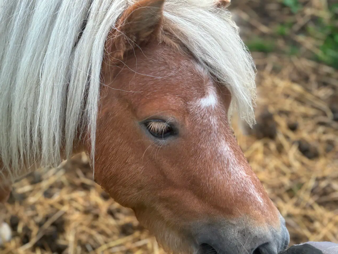 Billede 2 - Shetlands vallak - 6 år