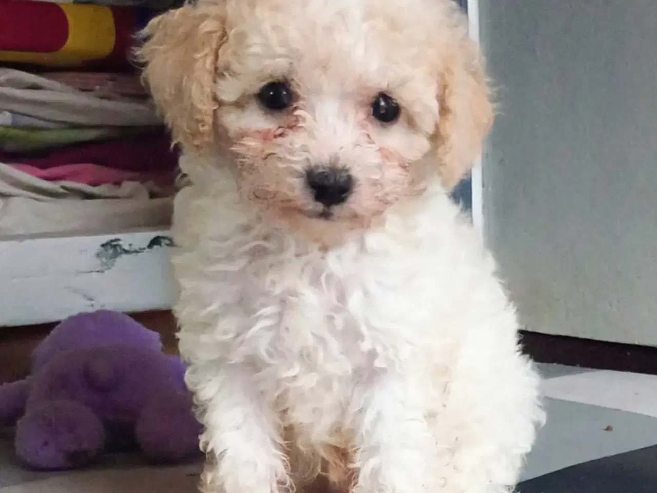 Billede 6 - Cavapoo klar til nyt hjem nu