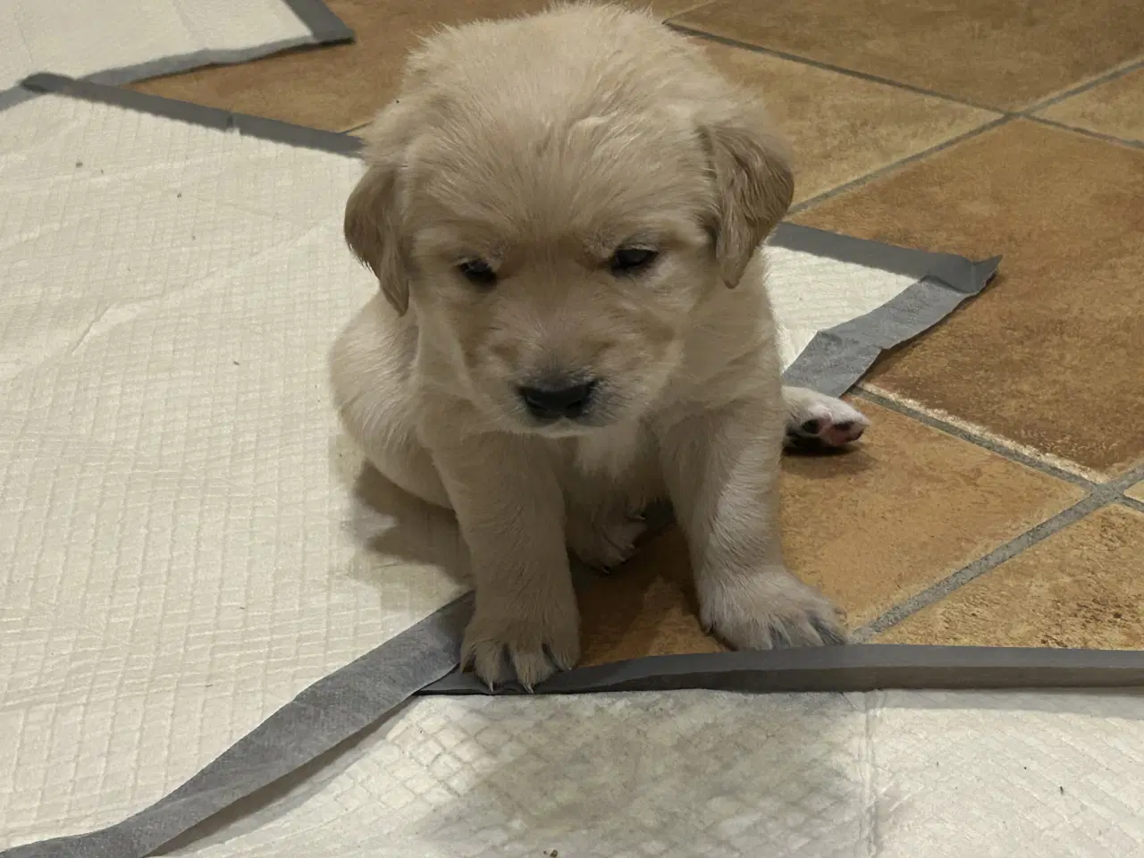 Billede 2 - De sødeste hundehvalpe