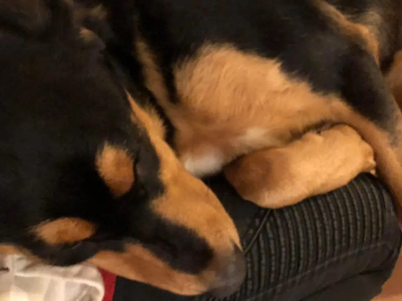 Billede 2 - Søger nyt kærligt hjem