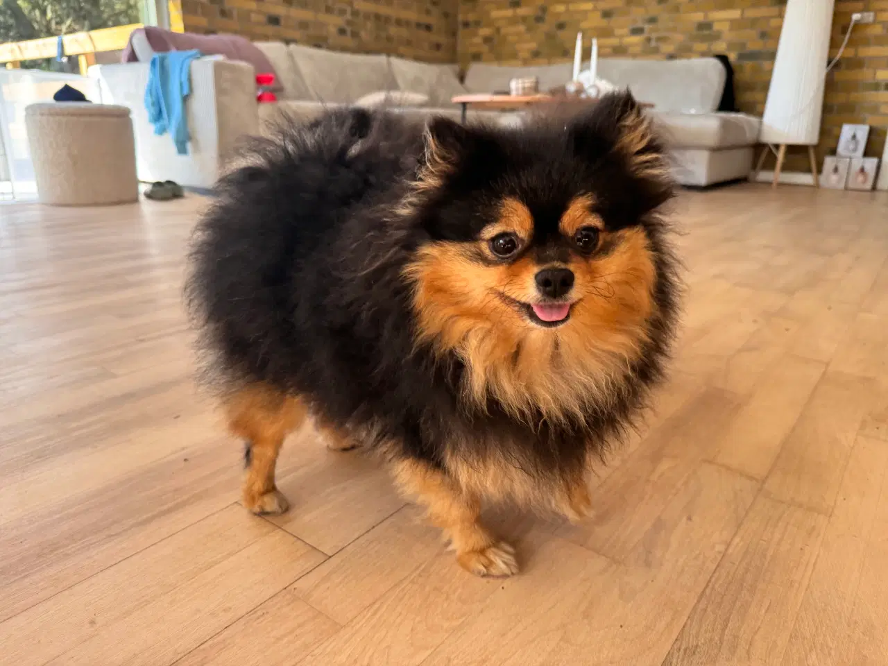 Billede 4 - Merle pomeranian 