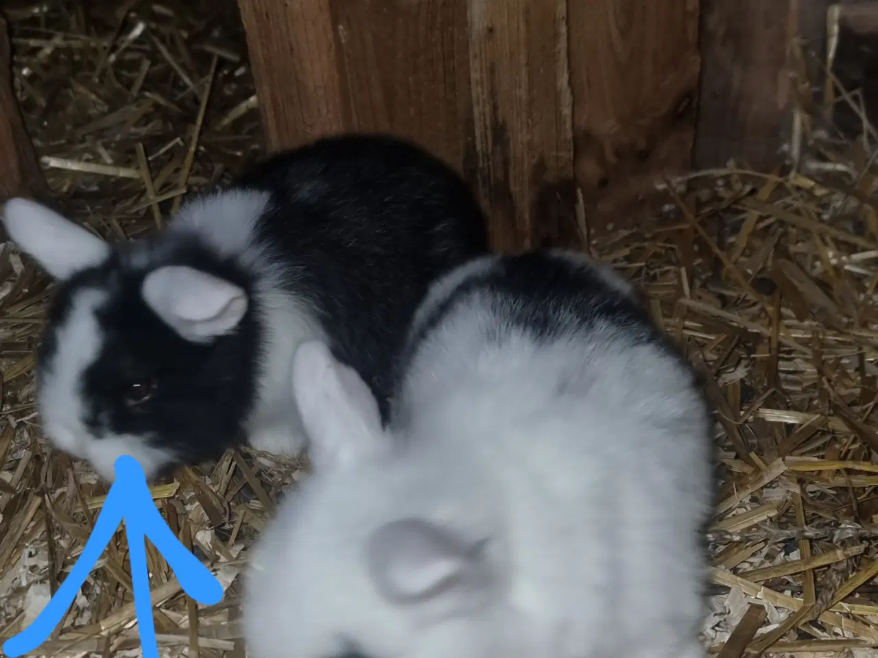 Billede 2 - Dværgvædder hun unge