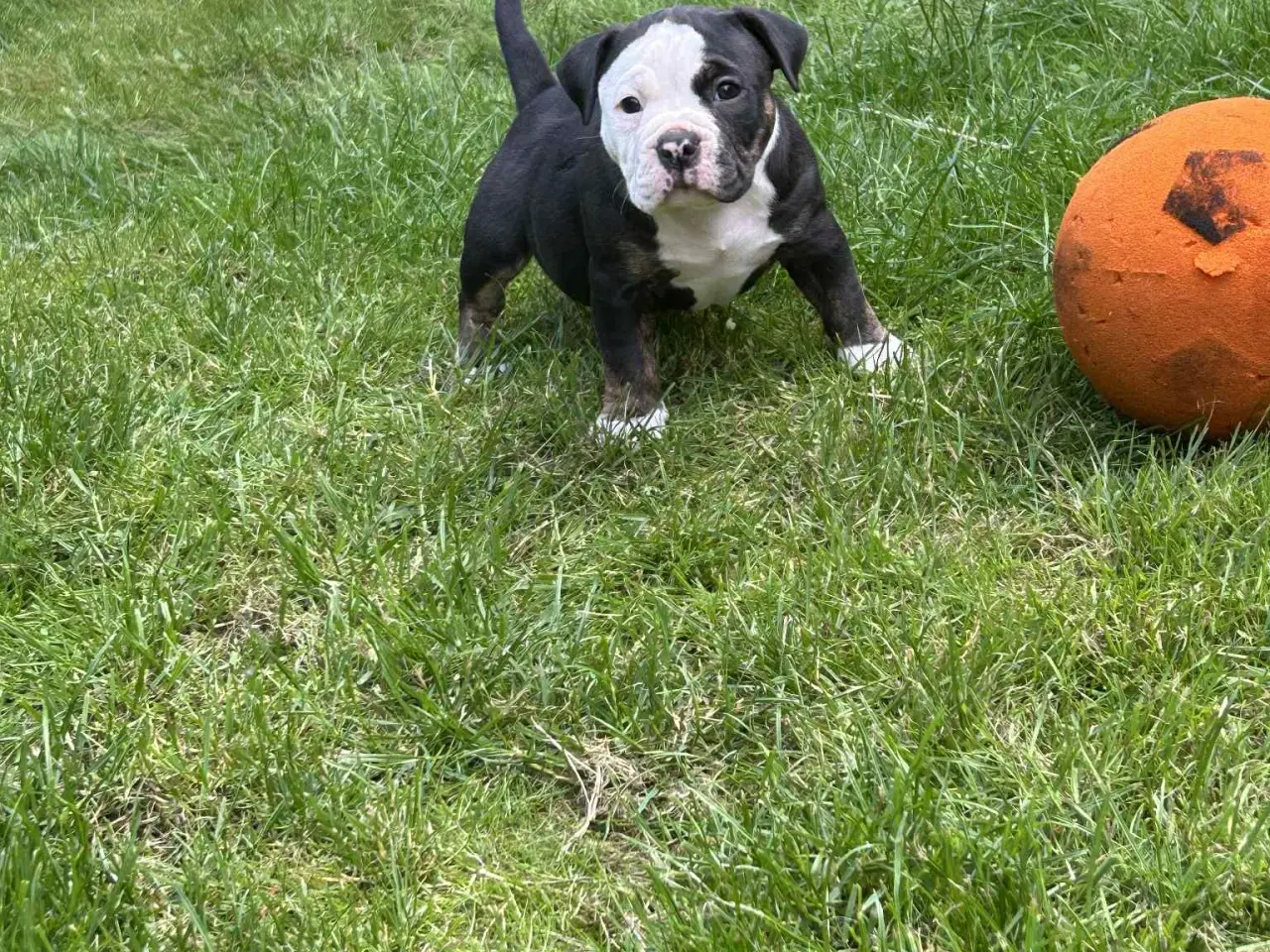 Billede 6 - English bulldog
