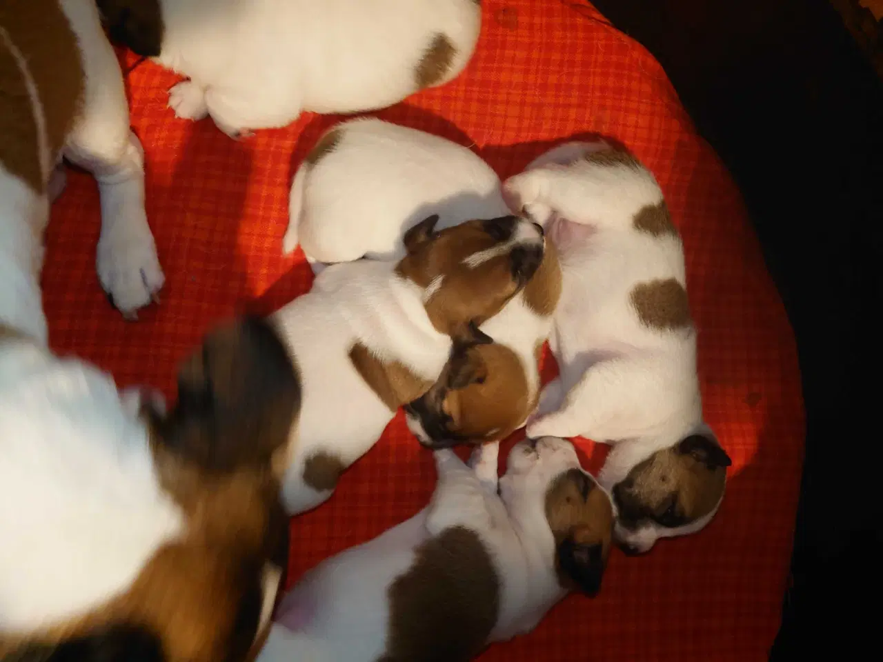Billede 2 - Jack Russell hvalpe (lav benet type)