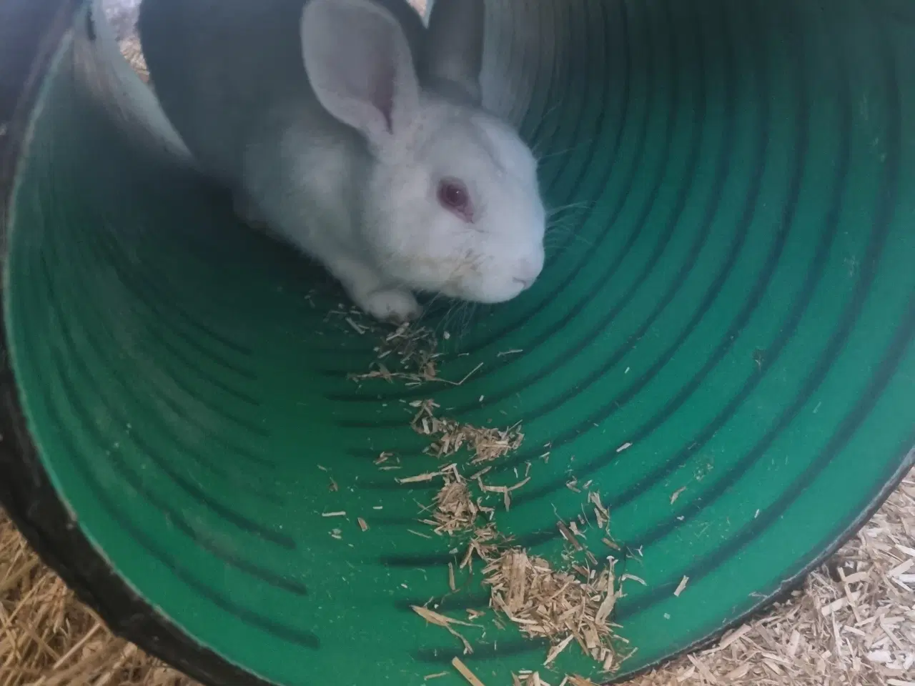 Billede 1 - Fin hvidland ung han