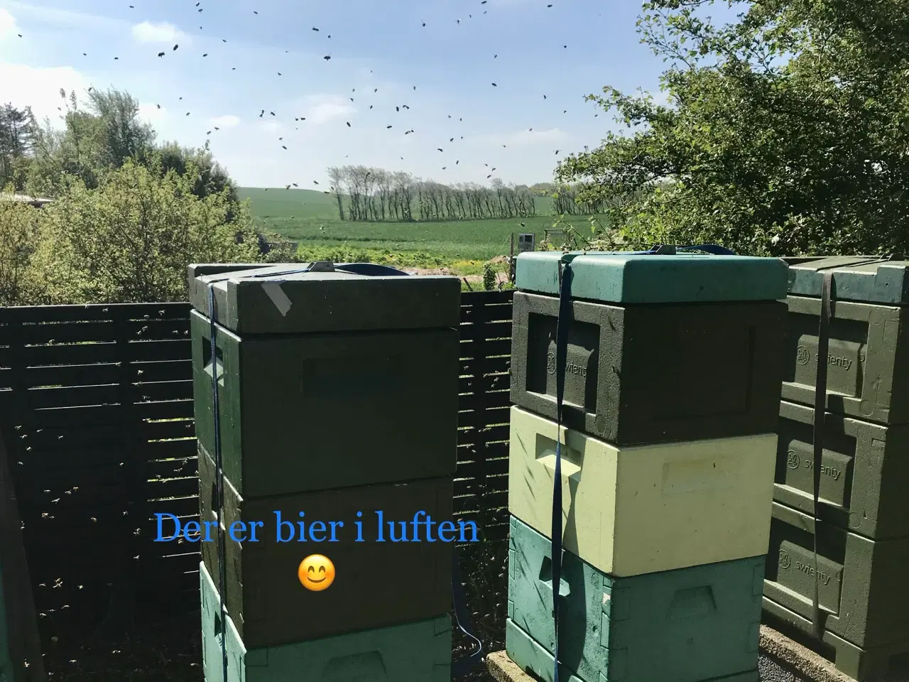 Billede 1 - 🐝 SUNDE BIFAMILIER 