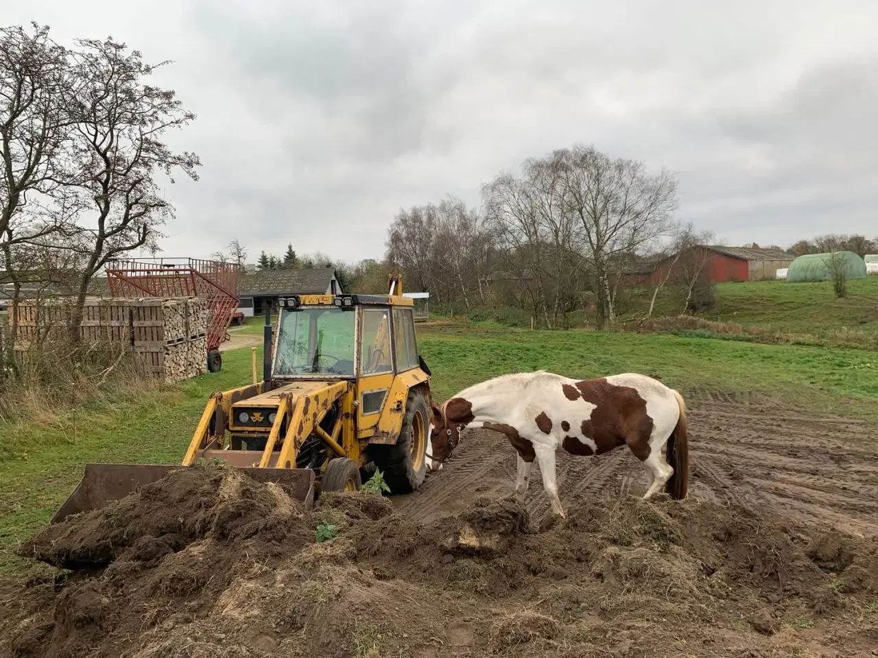 Billede 5 - Skønneste 4 års pinto vallak 