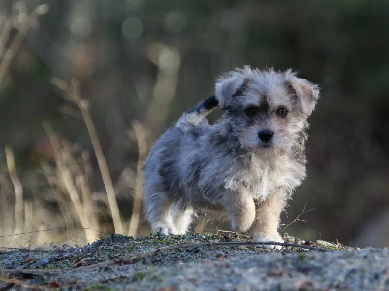 Billede 18 - Bichon havanais x cavalier king charles spaniel