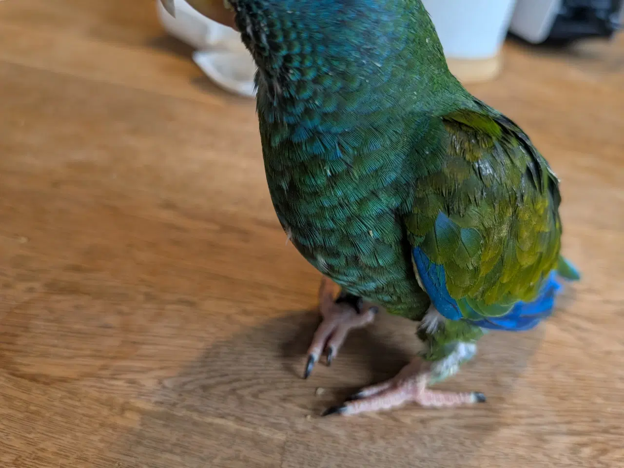 Billede 5 - Hvidpandet pionus unge 