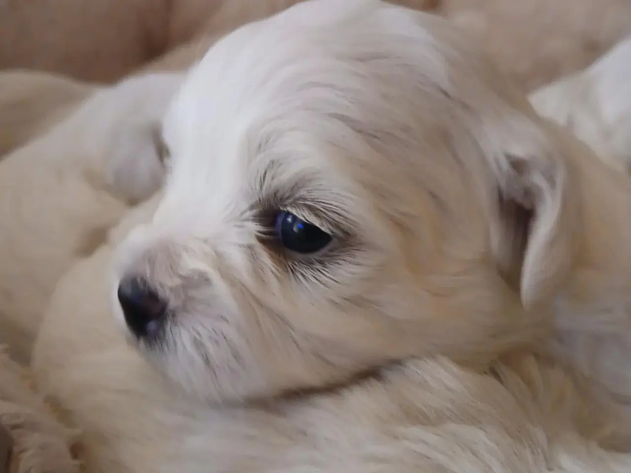 Billede 6 - Malteser hvalpe