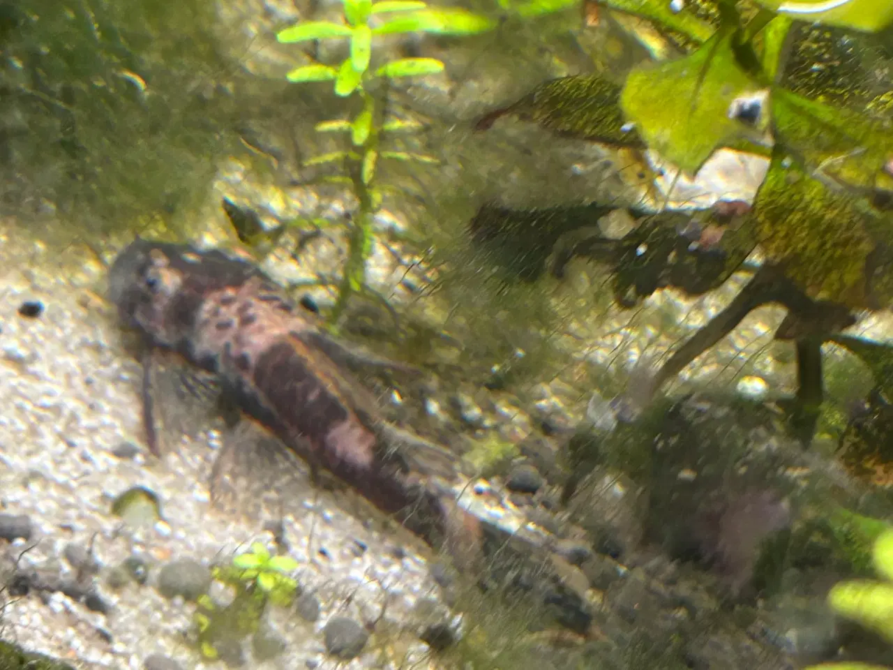 Billede 6 - 🐟 LDA16 Ancistrus maller – sunde og aktive