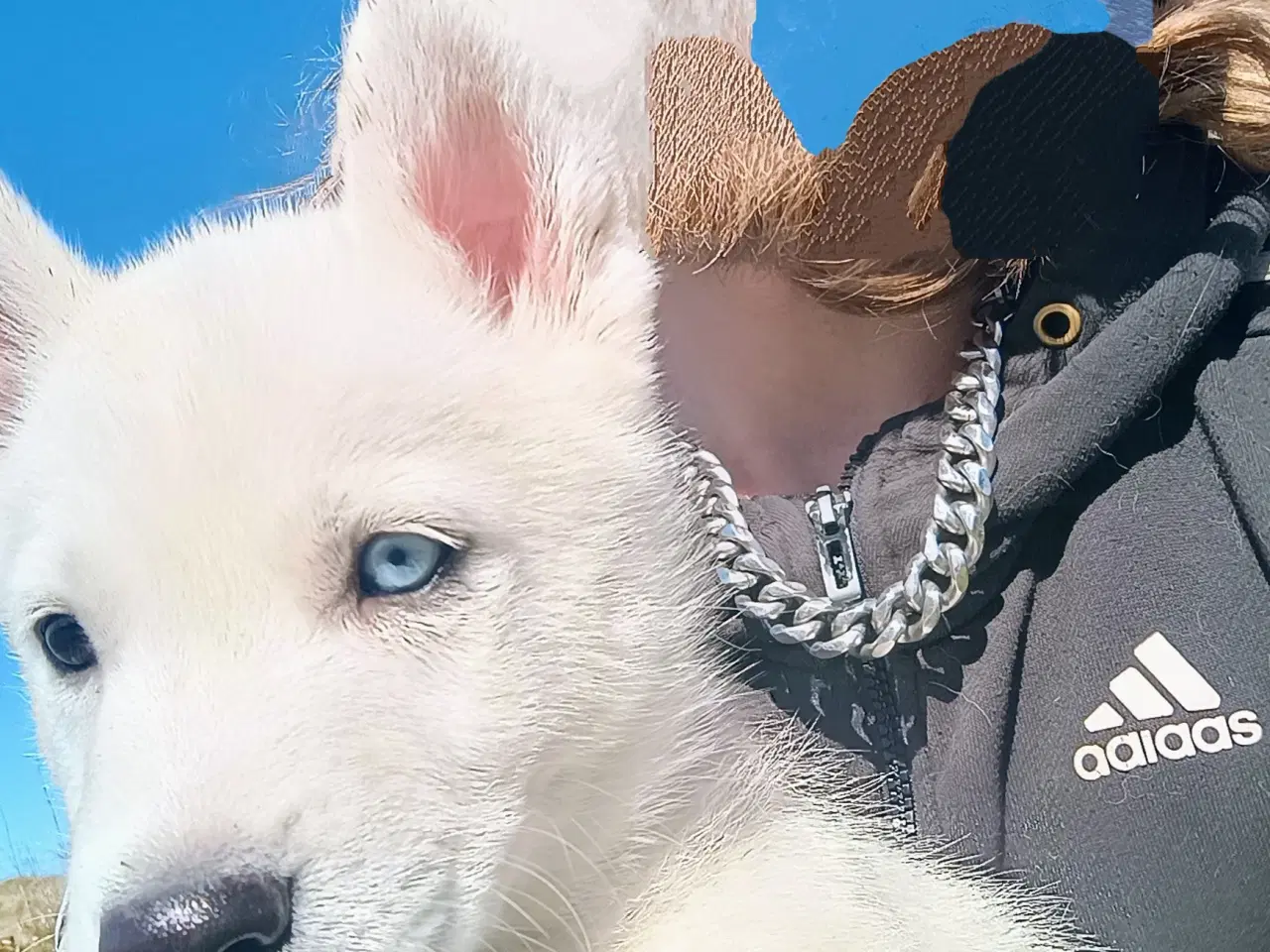 Billede 13 - Serbian Husky Hvalpe