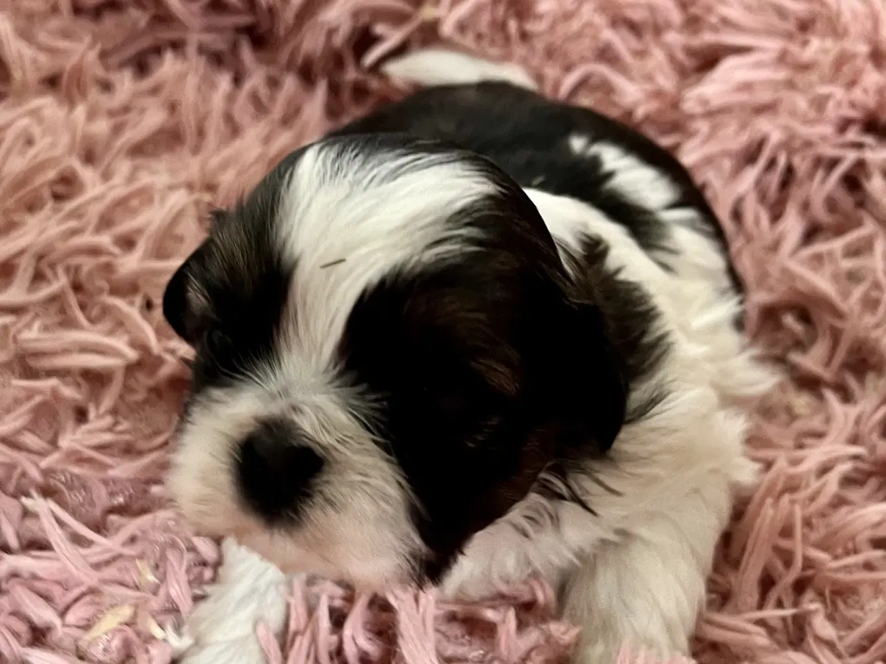 Billede 1 - Allergivenlige hundehvalpe