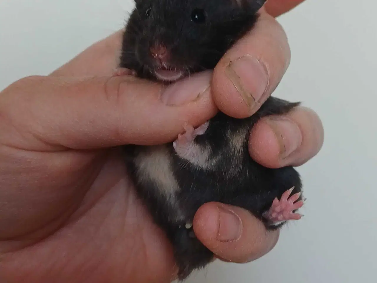 Billede 5 - Guldhamster unger