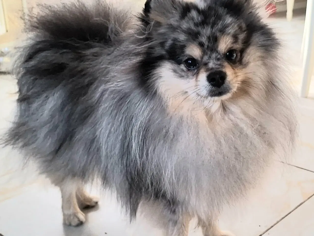 Billede 10 - Mini Pomeranian 
