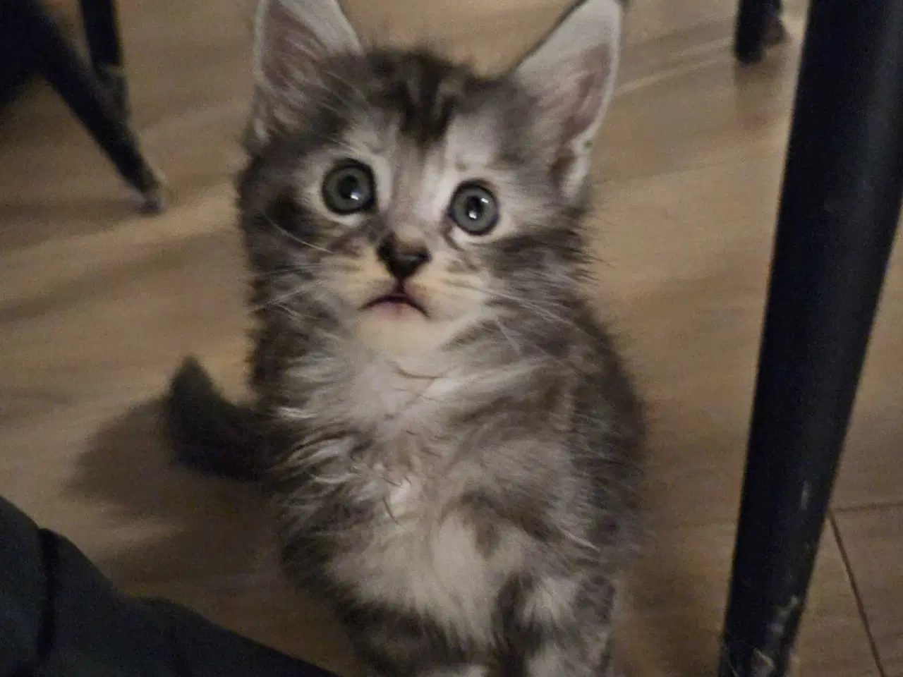 Billede 1 - Skønneste maine coon killinger