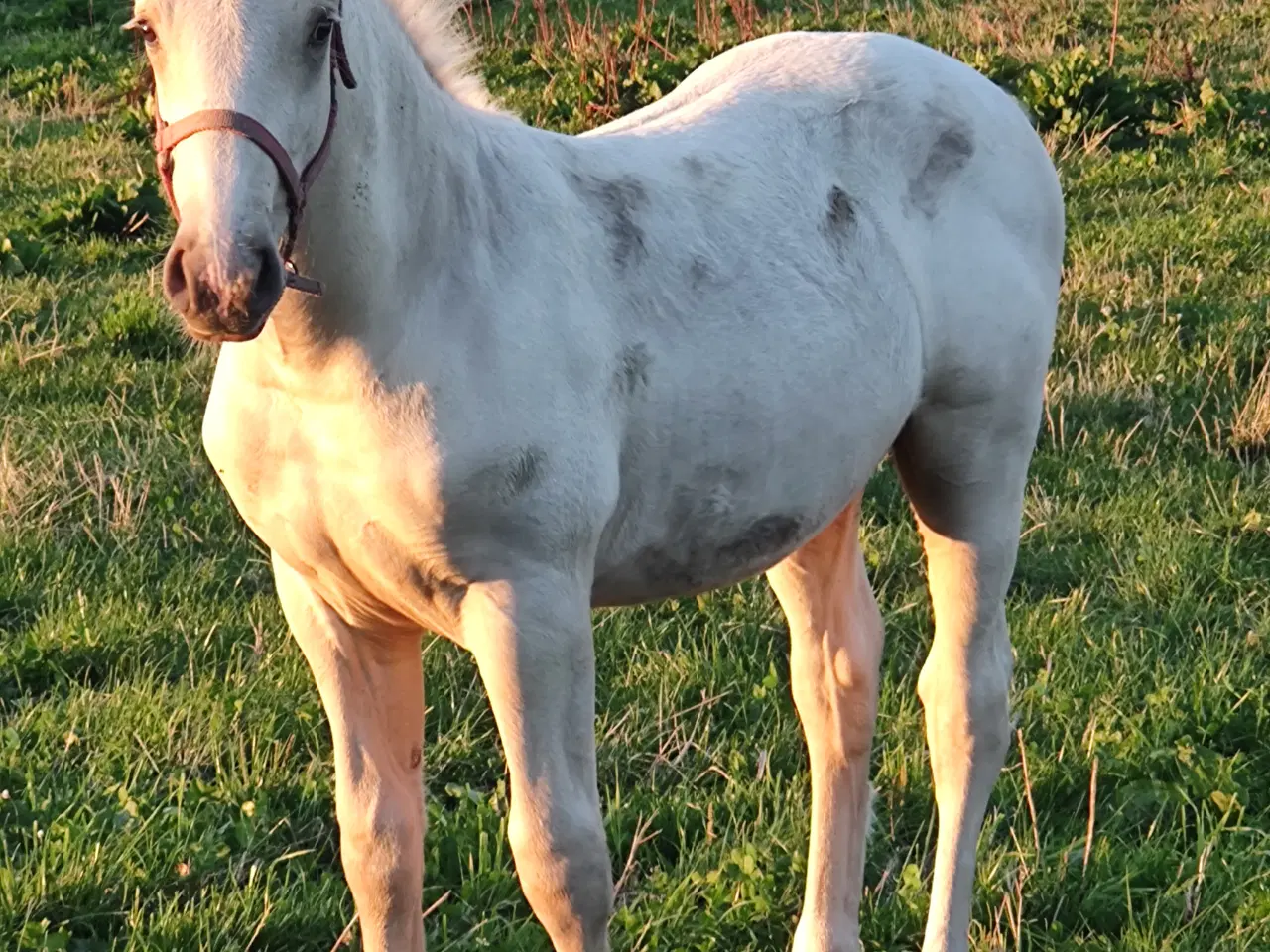 Billede 1 - Palomino hingsteføl 