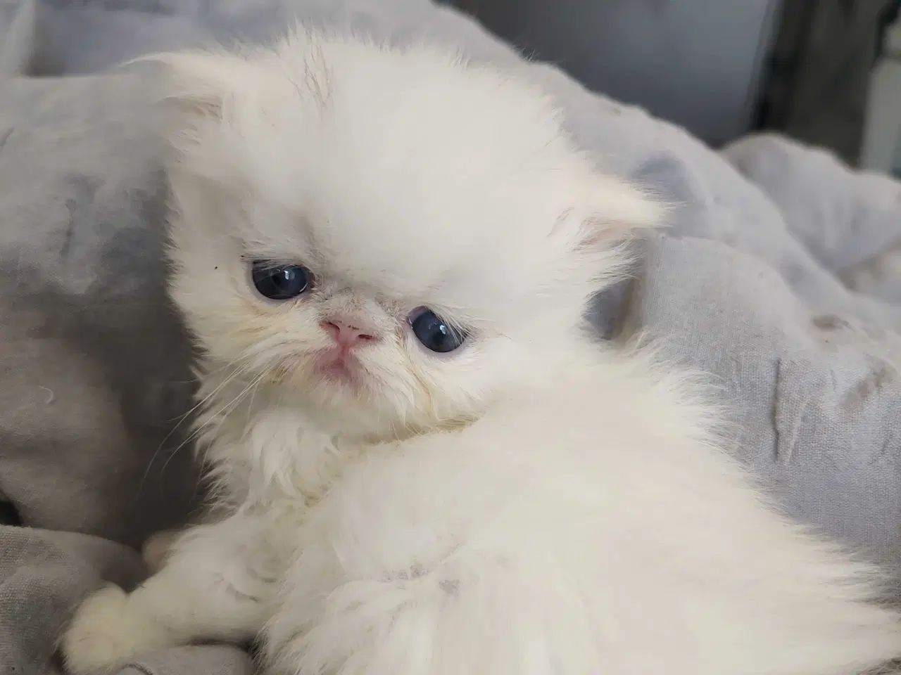 Billede 9 - Perser killinger 